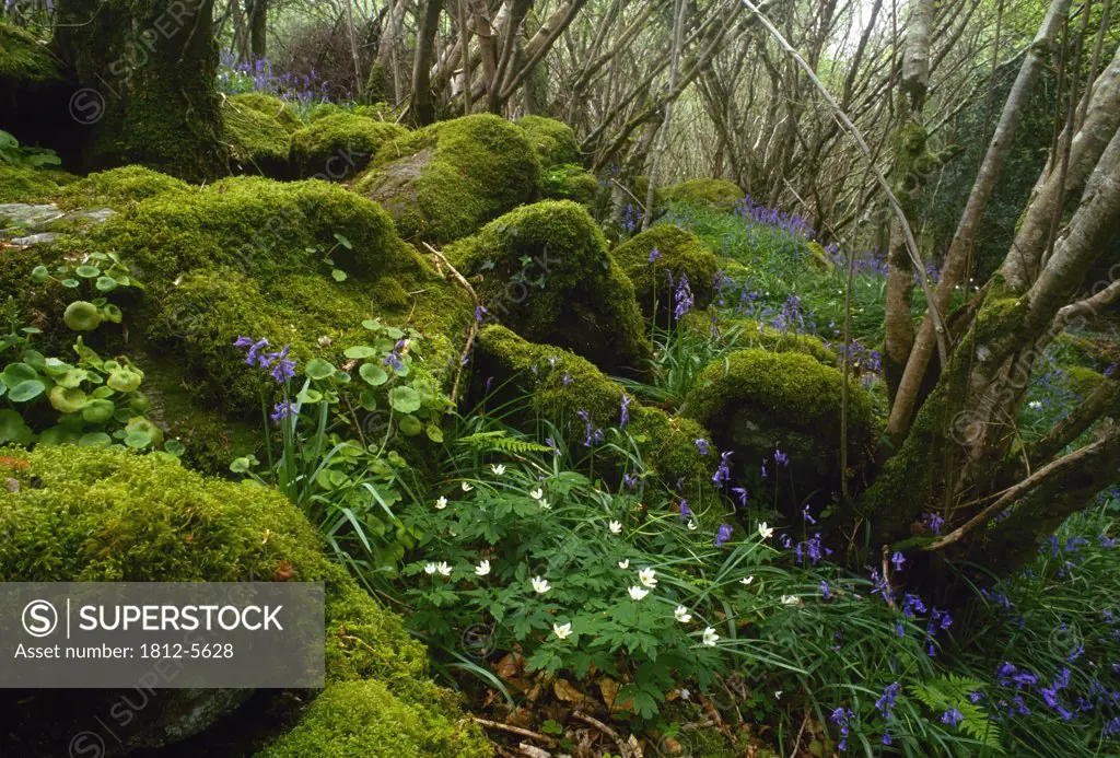 Ness Wood, County Derry, Ireland; Wood anemones and bluebells on forest floor