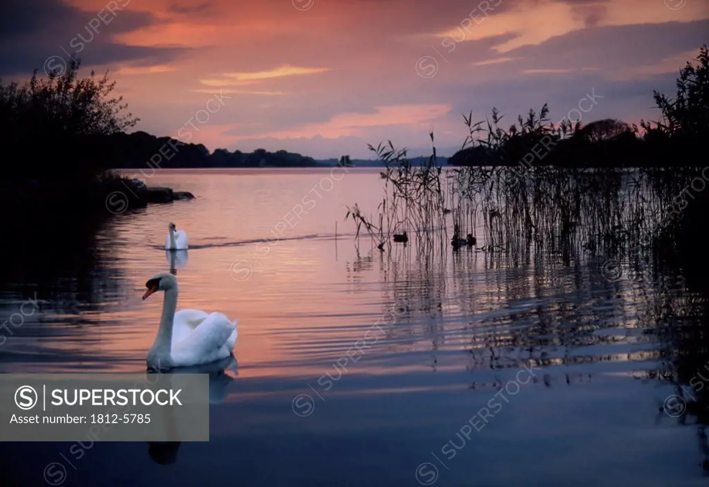 Lough Leane, Killarney National Park, County Kerry, Ireland; Swan at sunset