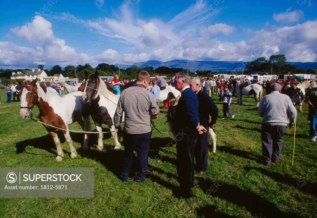 Killorglin, County Kerry, Ireland; Horses at the Puck Fair