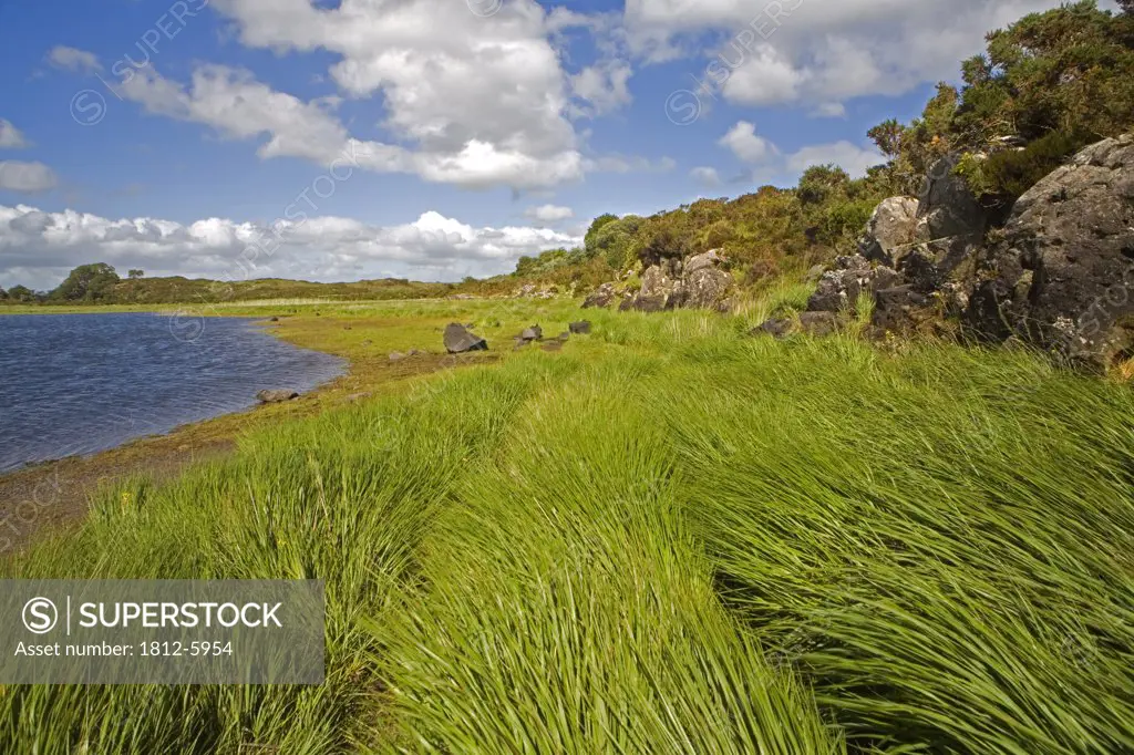 Upper lake, Killarney National Park, County Kerry, Ireland; Tall grass and lake scenic