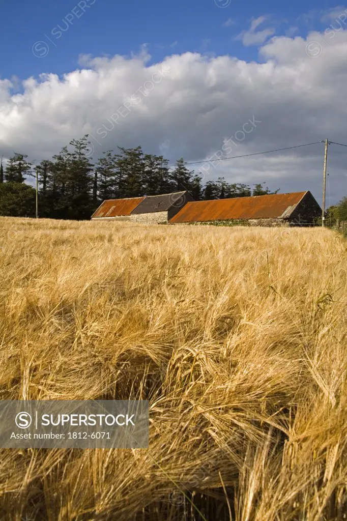 Ardmore, County Waterford, Ireland; Wheat field with barn  