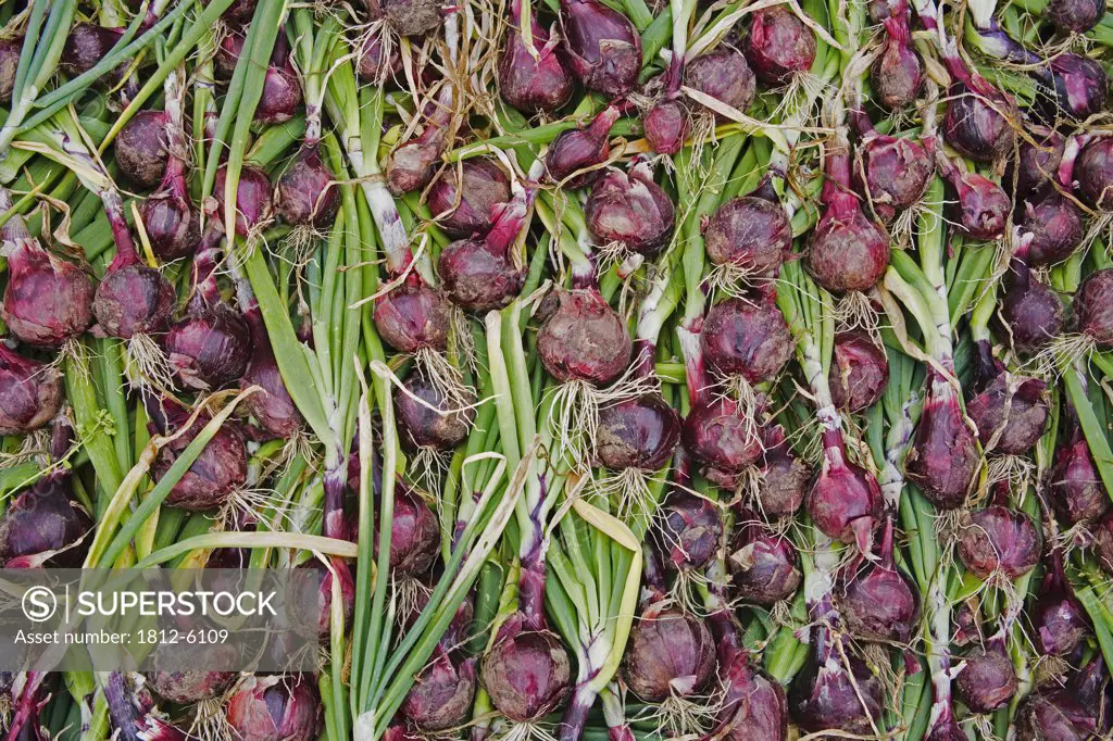 Lismore Castle, County Waterford, Ireland; Organic onions  