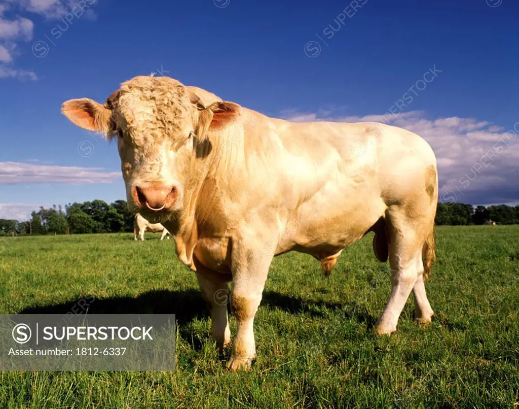 Charolais Bull, Ireland
