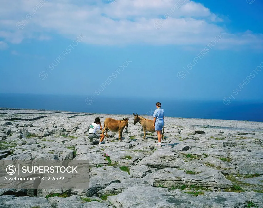 The Burren, Co Clare, Ireland, Tourists and donkeys