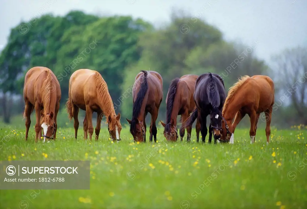 Thoroughbred Horse, Ireland