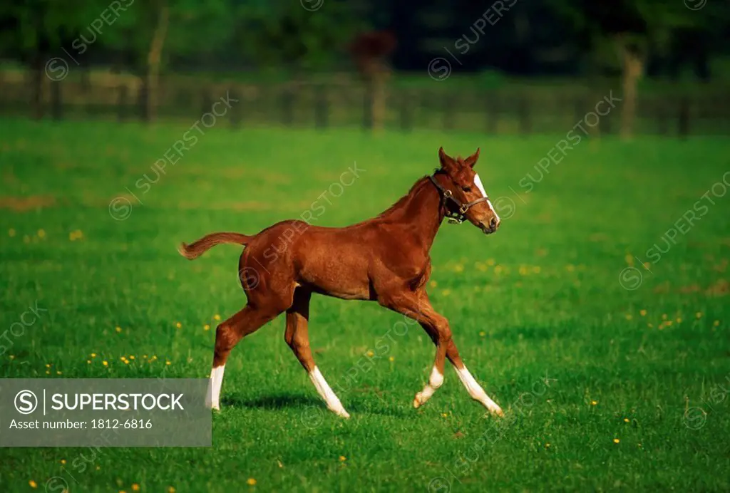 Thoroughbred Mare, National Stud, Kildare Town, Ireland