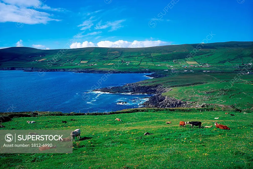 St Finan´s Bay, Co Kerry, Ireland, Cattle near the water