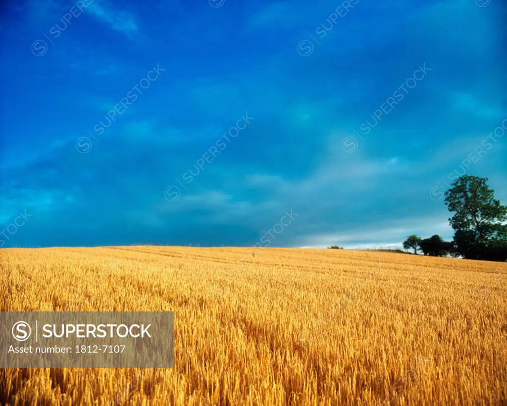 Crops, Barley, Co Carlow