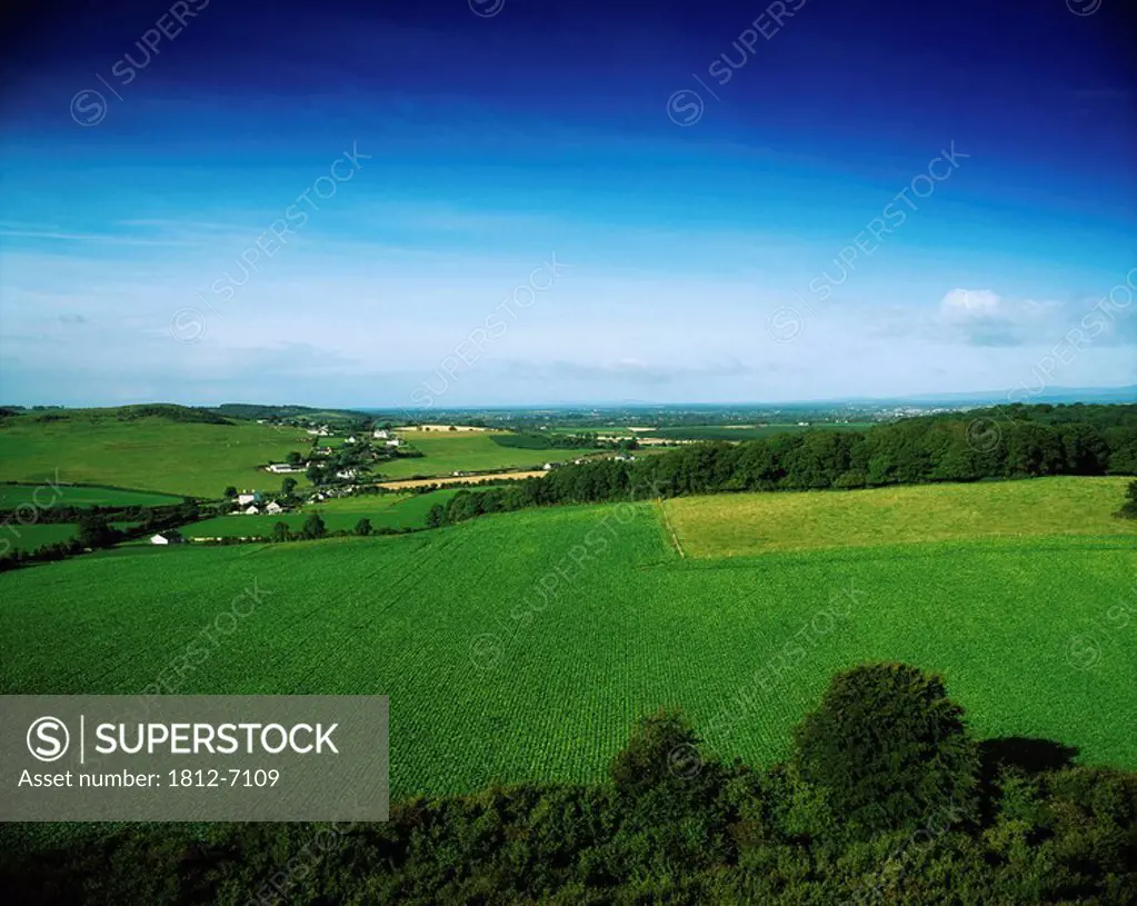 Field of Sugar beets, Ireland