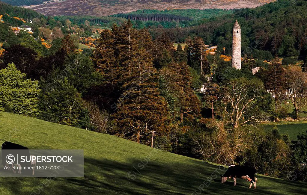 Glendalough, Co Wicklow, Ireland, Cattle in the foreground with a monastic site in the distance