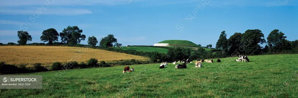 Newgrange, Co Meath, Ireland, Cows grazing in paddock near the megalithic passage tomb