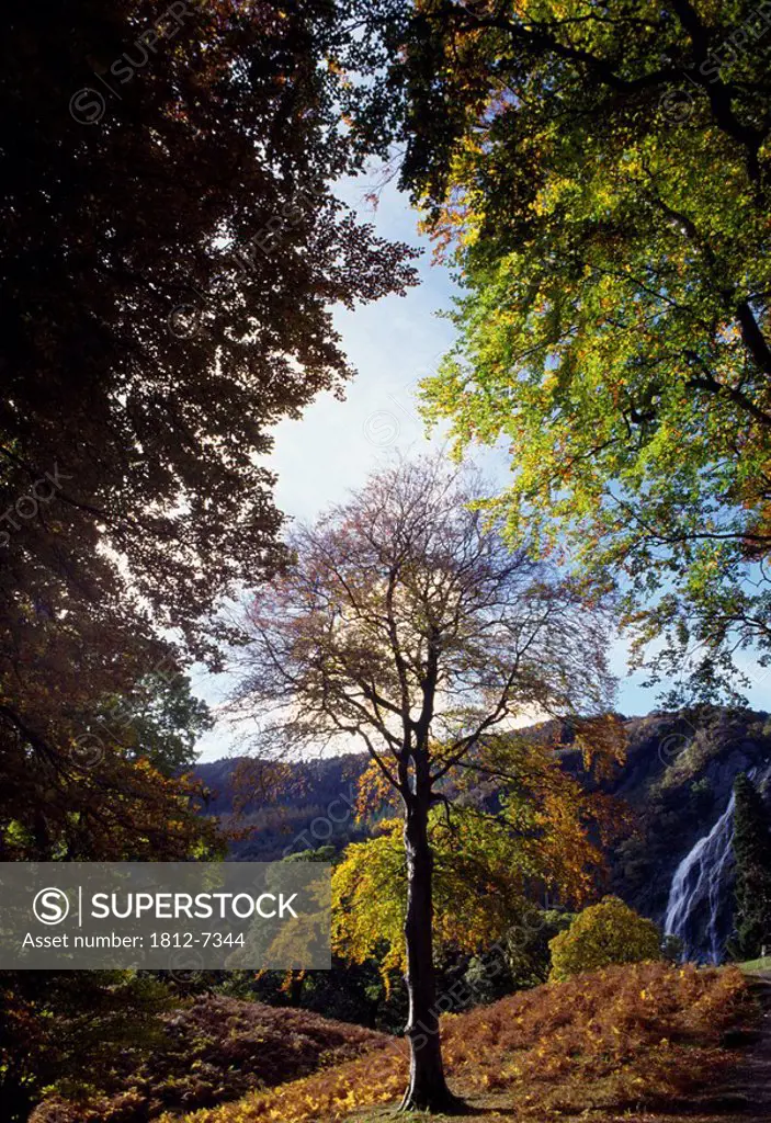 Powerscourt Waterfall, Co Wicklow, Ireland, View of waterfall through the trees