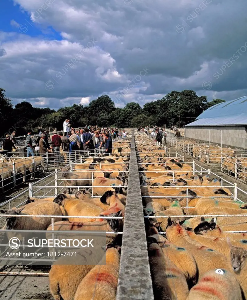 Borris, Co Carlow, Ireland, Sheep mart
