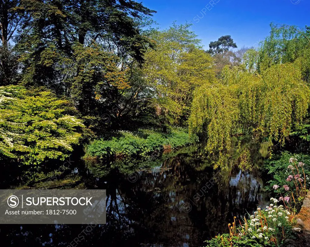 Vartry River, Mount Usher Gardens, Co Wicklow, Ireland, Willow trees and Viburnum Plicatum