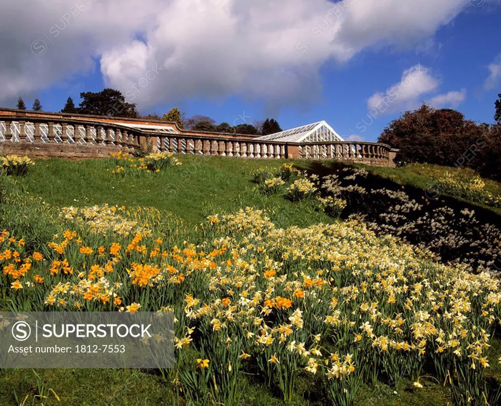Castlewellan Castle, Co Down, Ireland, Glasshouse behind a terrace and Narcissus in the foreground