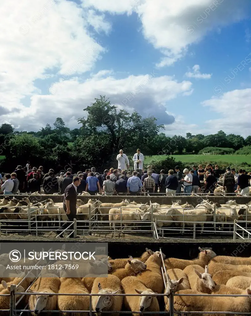 Borris, County Carlow, Republic Of Ireland, Group of people with flock of sheep in a market