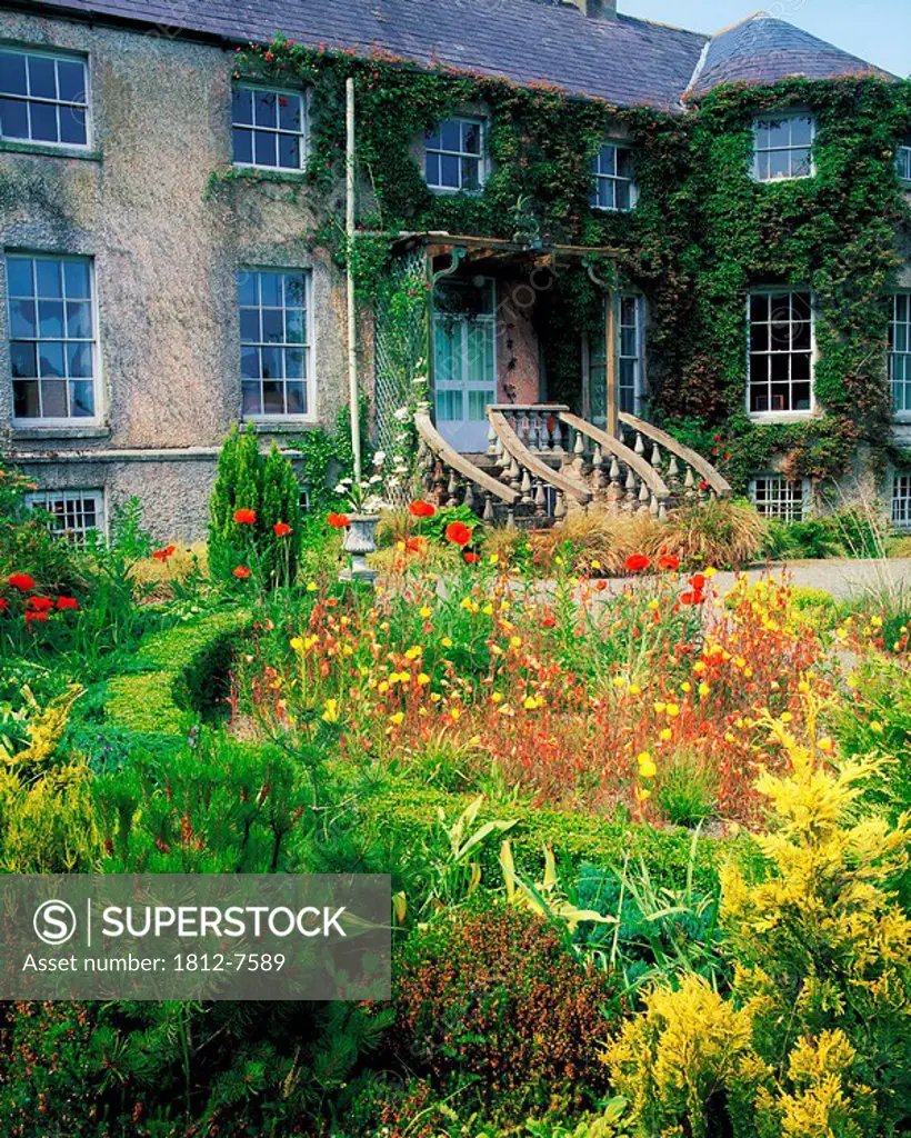 Altamont Garden, Co Carlow, Ireland, Poppies and Evening Primrose during Summer