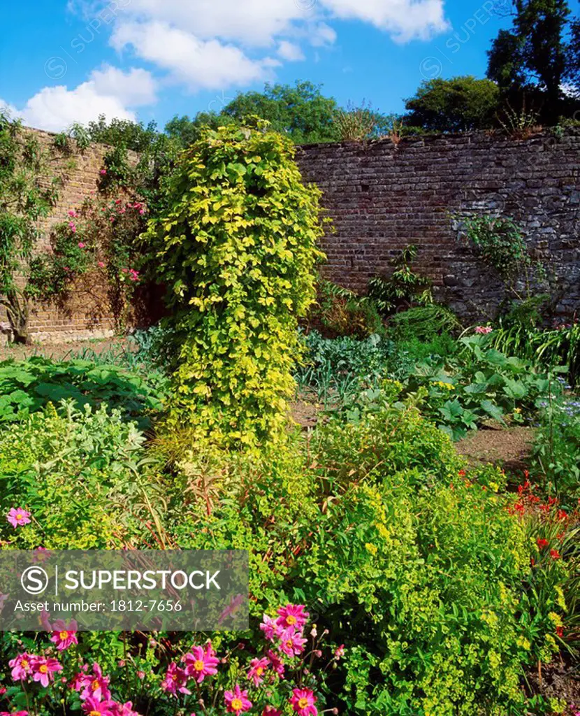 Beechpark, Co Dublin, Ireland, Walled garden with Dahlia and Euphorbia