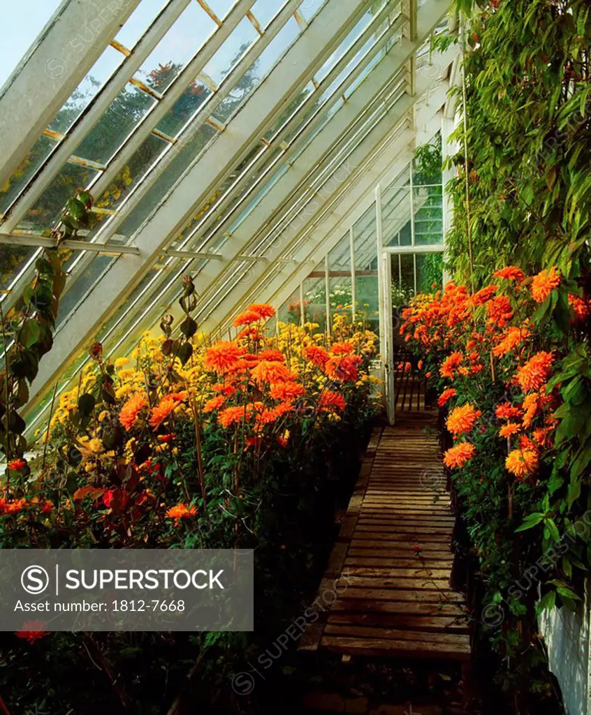 Birr Castle Demesne, Co Offaly, Ireland, Greenhouse interior with Chrysanthemums