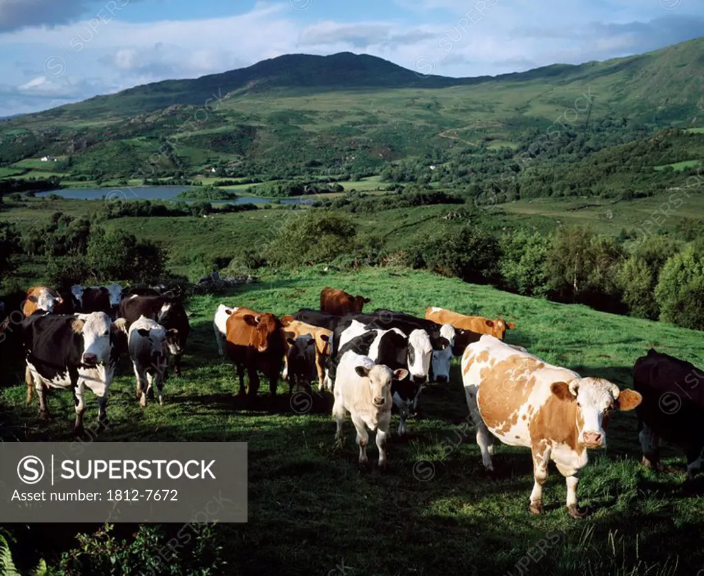 Co Kerry, Ireland, Cattle grazing in field