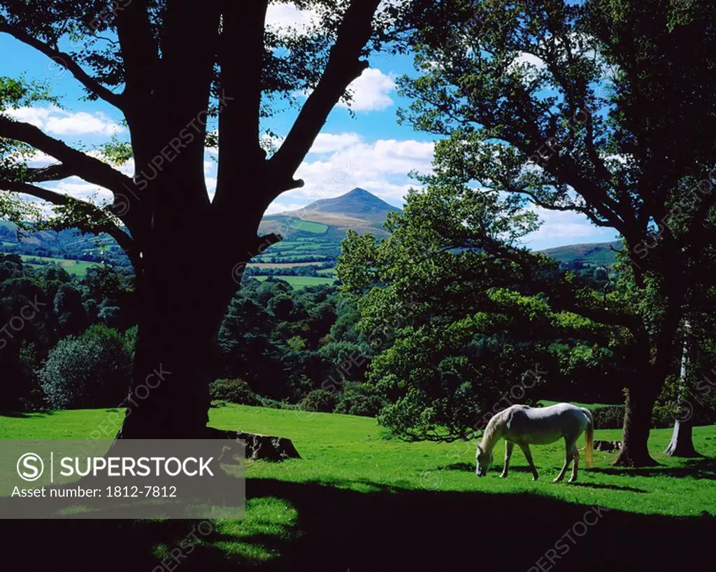 Powerscourt Estate, County Wicklow, Ireland, White horse grazing in park