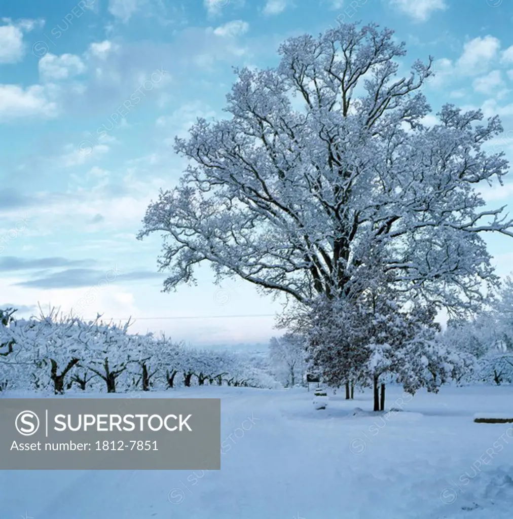 County Armagh, Ireland, Snow_covered apple tree