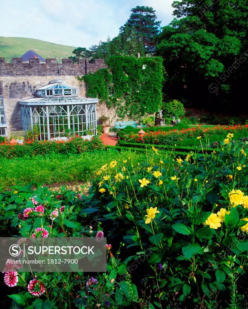 Glenveagh Castle, Co Donegal, Ireland, Walled Potager, Orangery, Dahlias and Cabbage