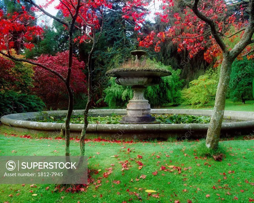 Castlewellan Castle, Co Down, Ireland, Heron fountain and Acer during Autumn