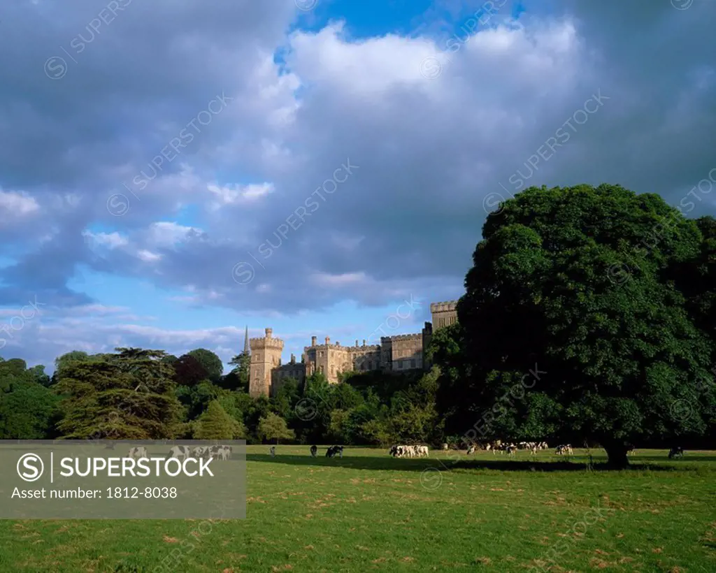 Lismore Castle, Co Waterford, Ireland, Friesian cattle and castle in the background