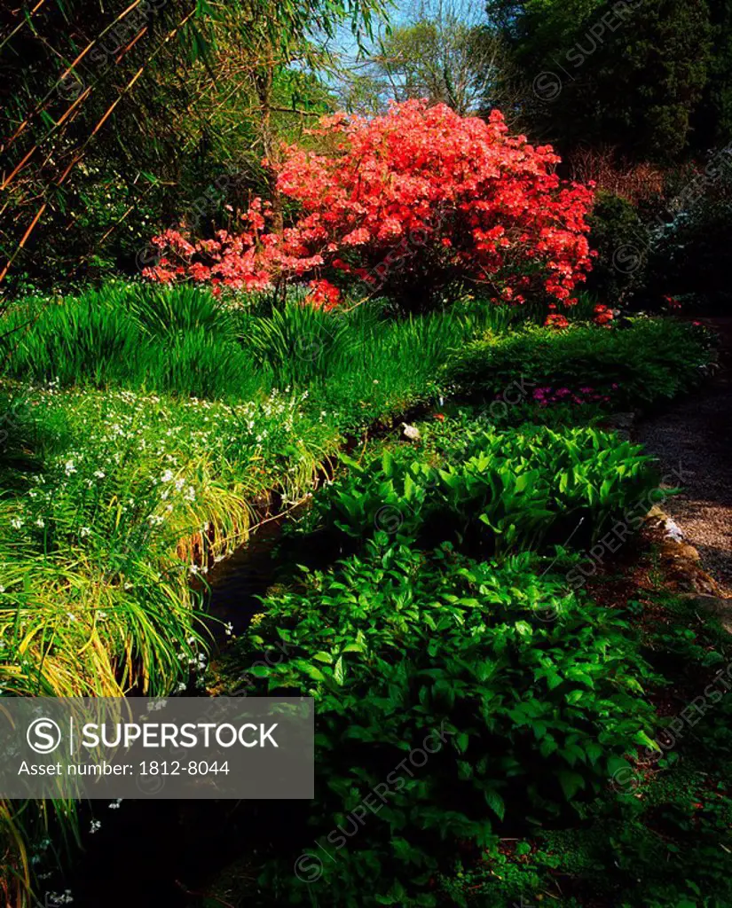 Mount Usher Gardens, Co Wicklow, Ireland, Azalea, Hosta and Wild Garlic Allium