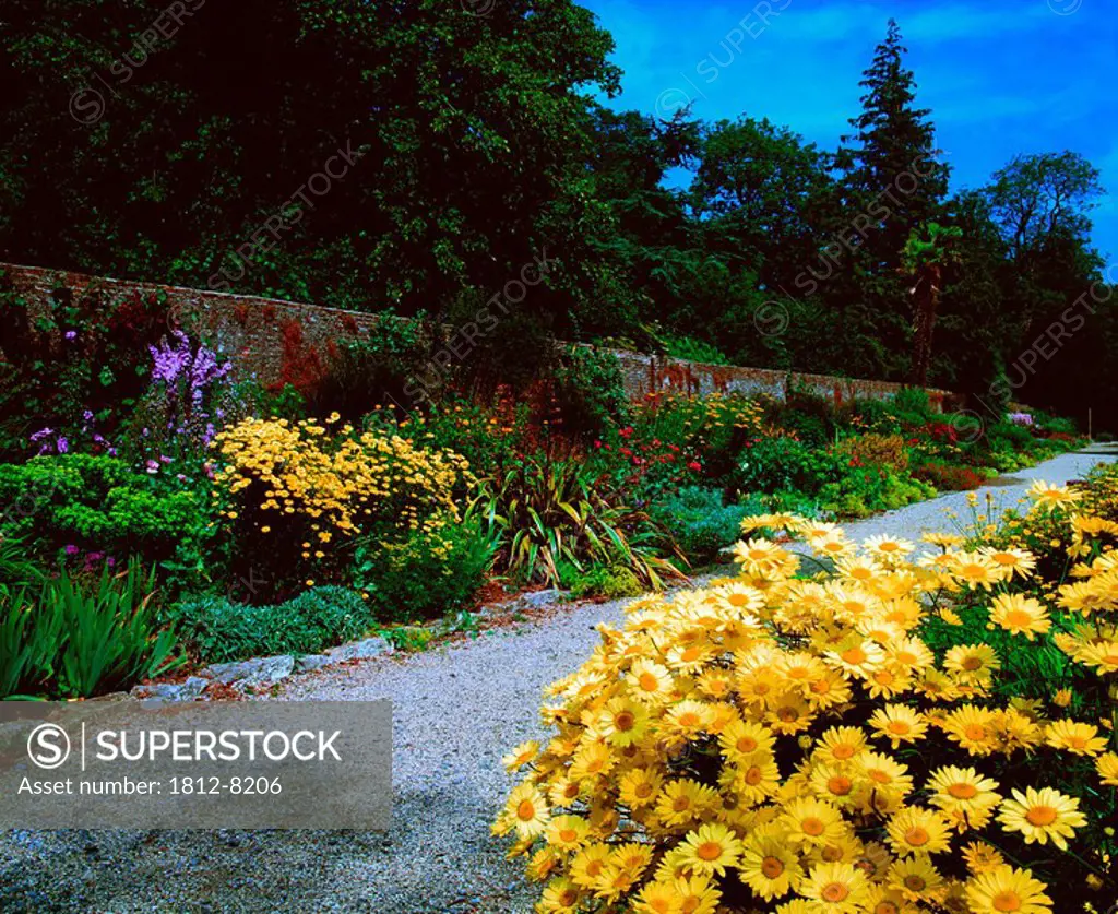 Strokestown Park, Co Roscommon, Ireland, Herbaceous Border and Anthemis