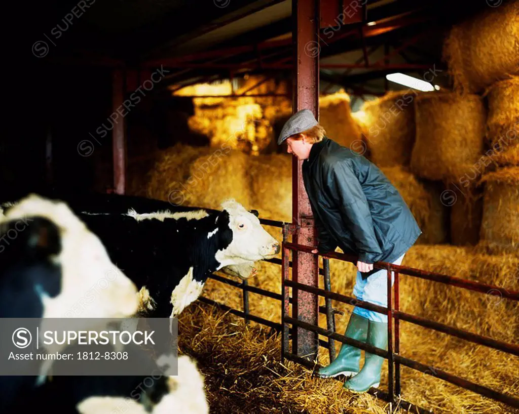 Farmer checking cattle, Ireland