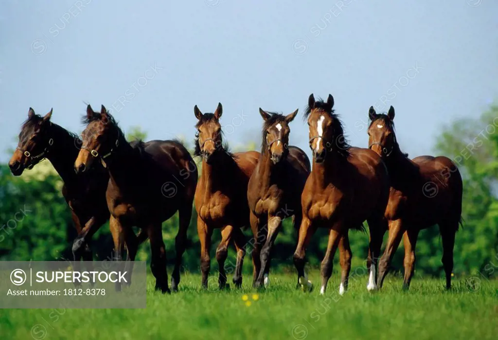 Thoroughbred Yearlings, Co Meath, Ireland