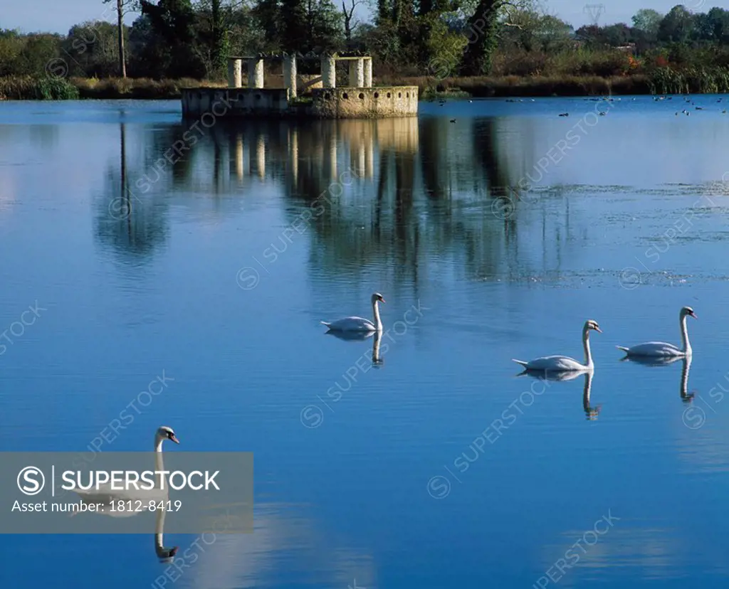 Swans and Lake Follies, Arcadian Gardens, Co Kildare, Ireland