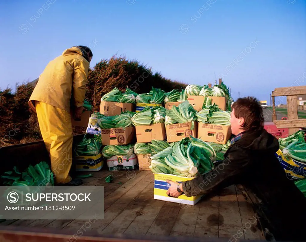Farmers loading Cauliflower, Ireland