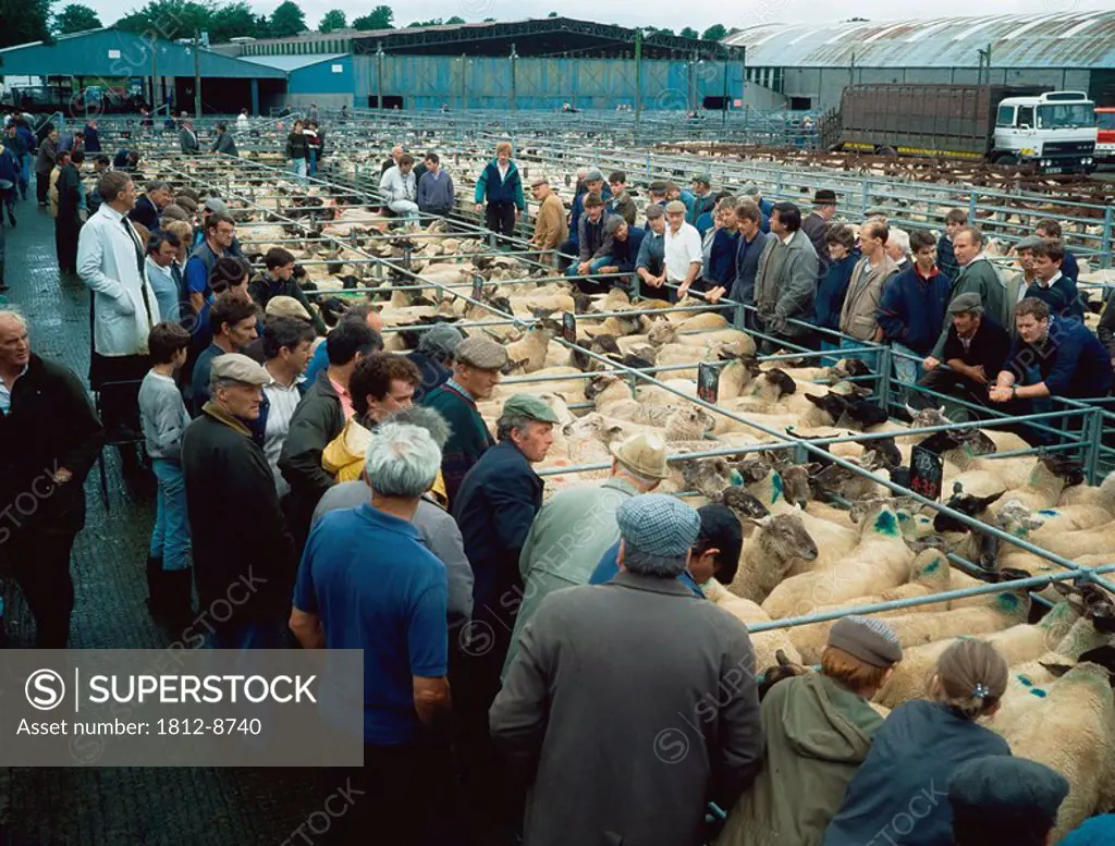 Sheep Mart Market, Maynooth, Co Kildare, Ireland