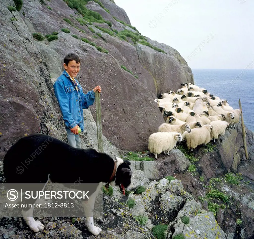 Herding sheep, Inishtooskert, Co Kerry, Ireland