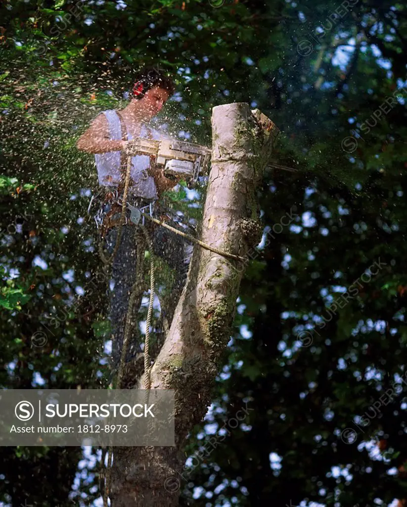 Man at work, Man cutting down a tree with a chainsaw