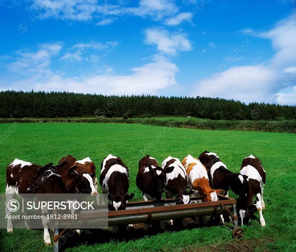 Carrick_on_Suir, Co Waterford, Ireland, Friesian Calves