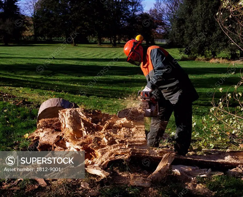 Arborist, Man cutting down a tree