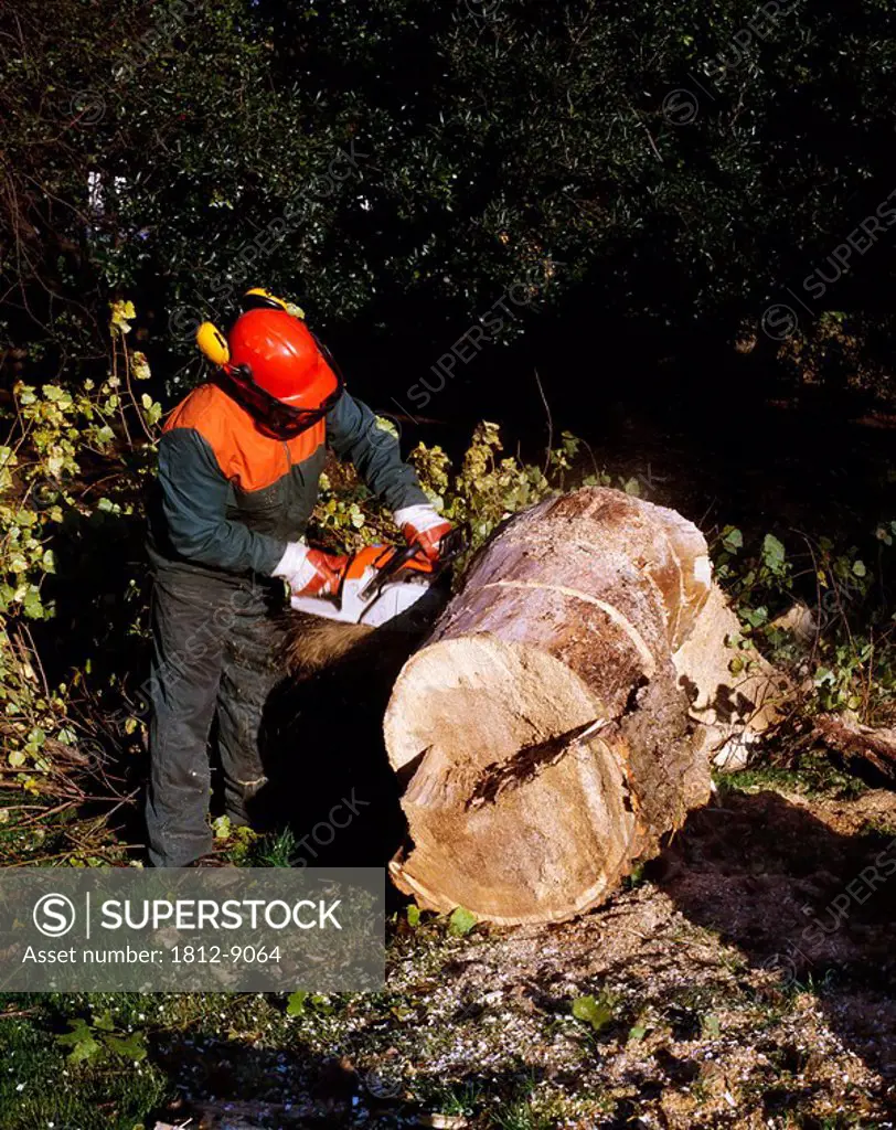 Arborist, Man sawing a tree