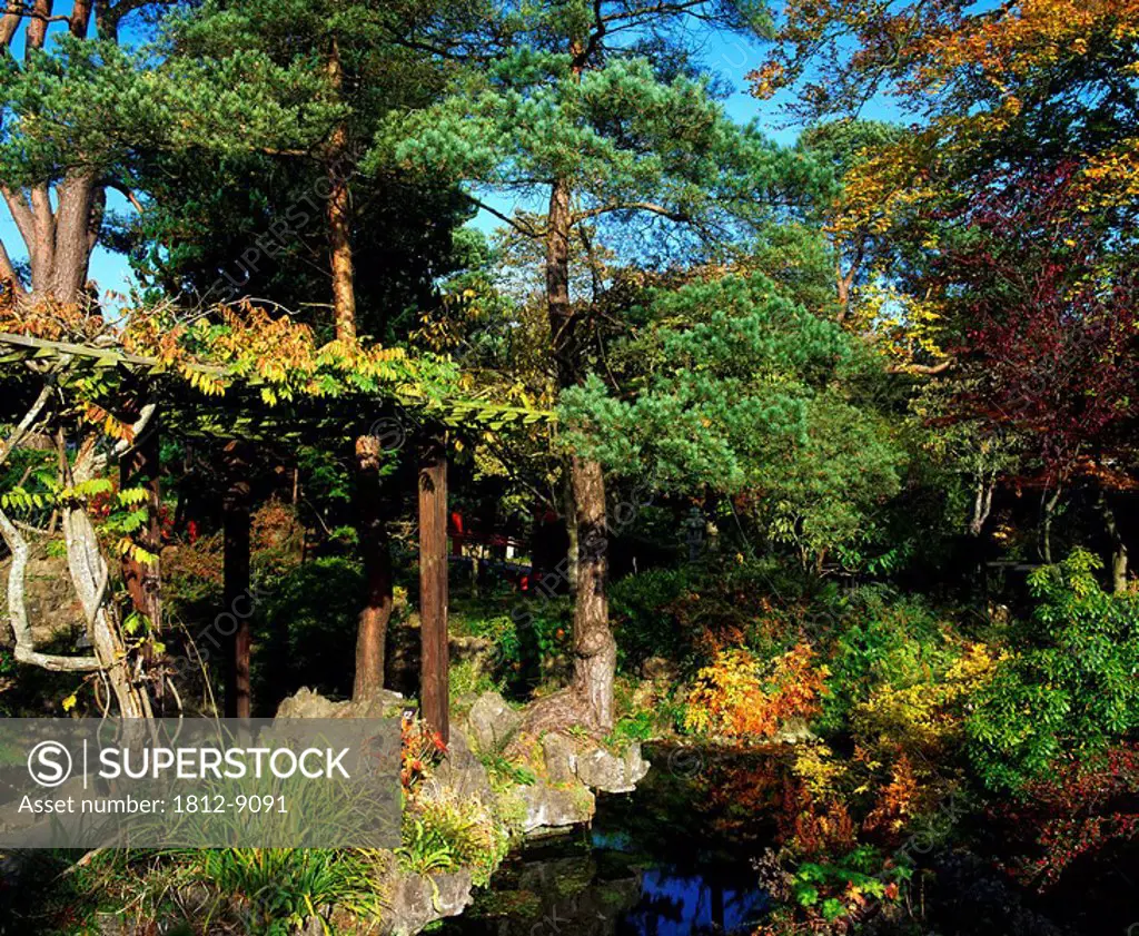 Japanese gardens, Co Kildare, Ireland, Pool and Scots Pine