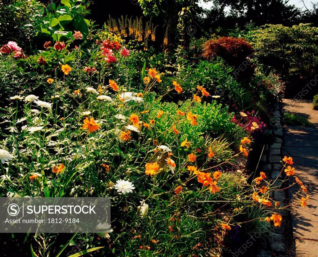 Lakemount Gardens, Co Cork, Ireland, Poppies, Roses and Chrysanthemums