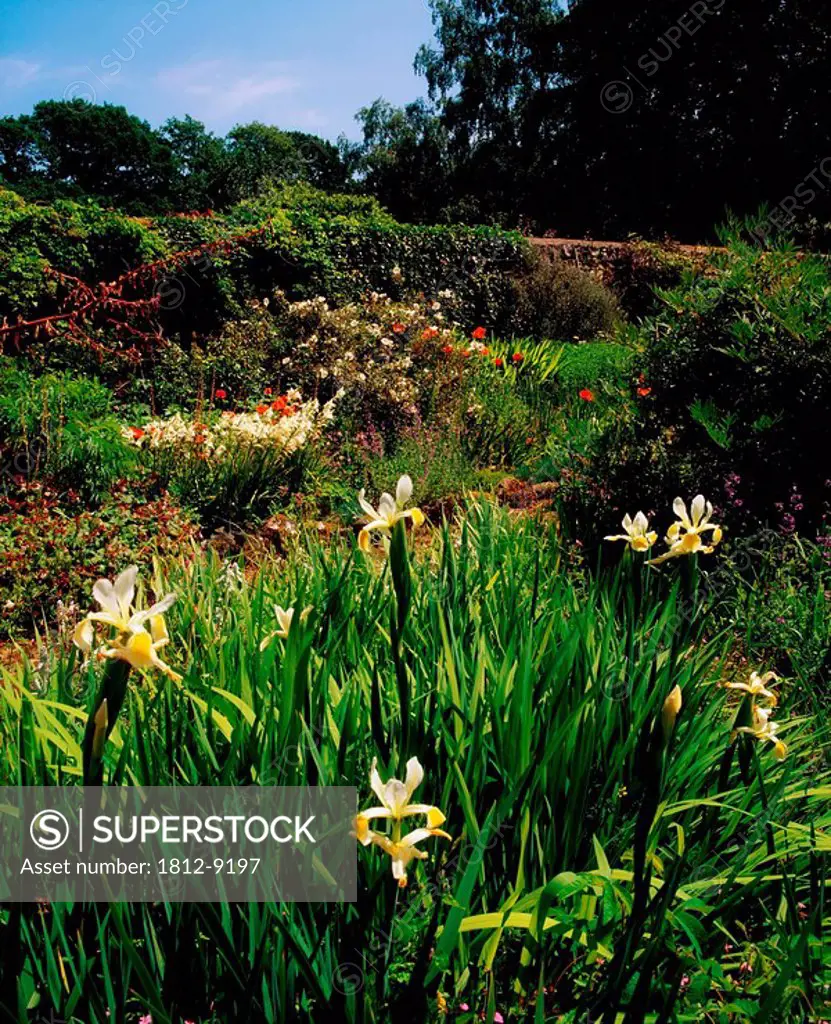 Glenleigh Gardens, Co Tipperary, Ireland, Iris in a Perennial Border