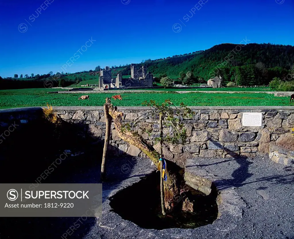 Fore Abbey, Co Westmeath, Ireland, Holy Well & ash tree, part of the Seven Wonders of Fore