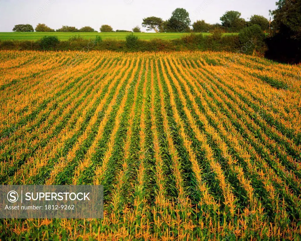 Co Wexford, Ireland, Corn field