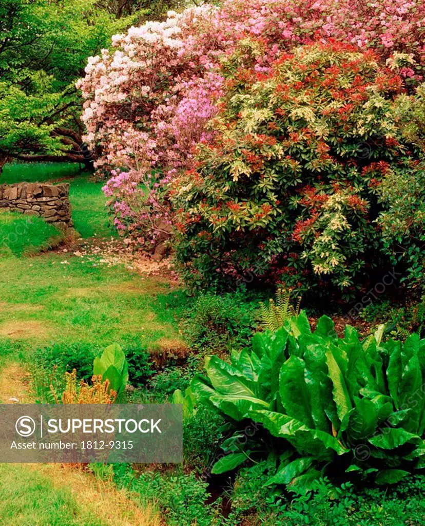 Rowallane Garden, Co Down, Ireland, Lysichiton and Rhododendron in the wild garden during Spring