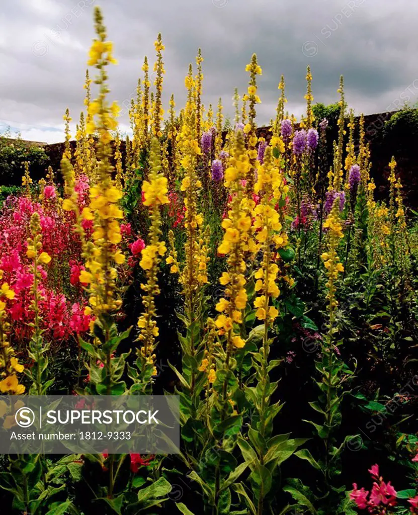 Ardsallagh House, Co Tipperary, Ireland, Verbascum part of a herbaceous border in the walled garden during Summer