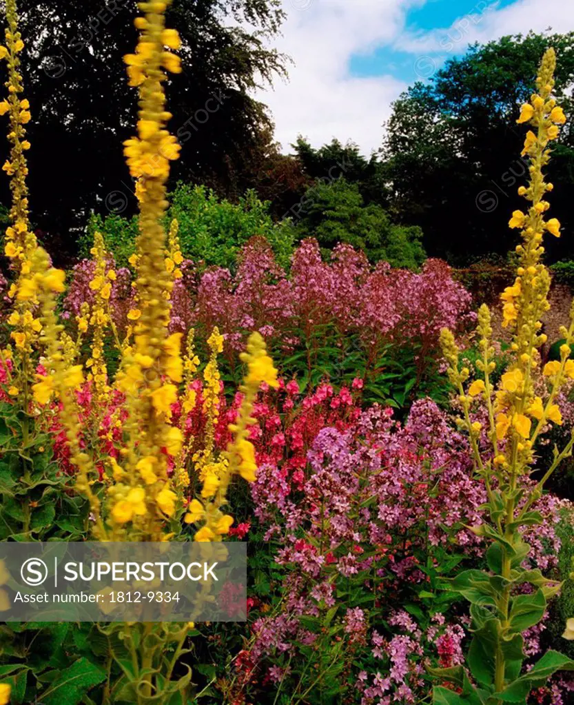 Ardsallagh House, Co Tipperary, Ireland, Double herbaceous border in the walled garden during Summer