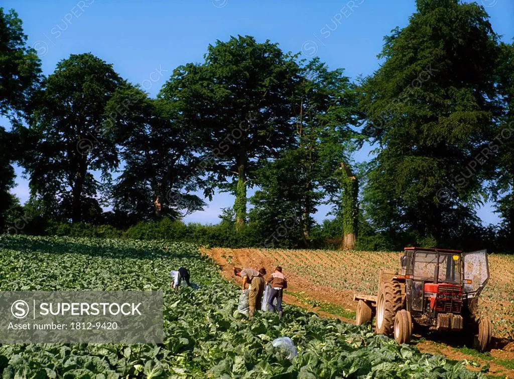 Men gathering cabbages in field, Farm workers in a field